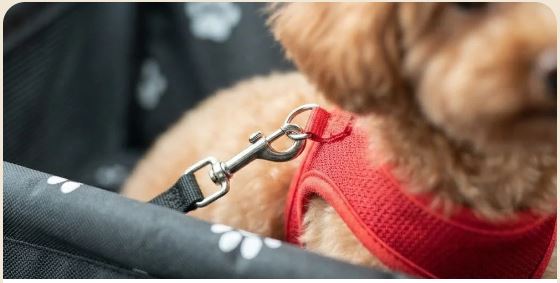 Cane piccolo nel seggiolino auto FidoFresco in viaggio